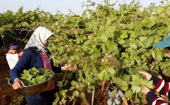 Grape Leaves, Hashlamoun Organic Farm Grape Leaves, Hashlamoun Organic Farm